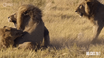 Male Lions Fighting