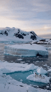 antarticalover antarctica antarctica ice antarcticameme antarcticalove GIF