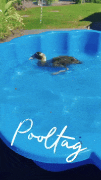 Summer Pool GIF