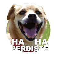 Adoptanocompres Camperito Sticker by El Campito Refugio