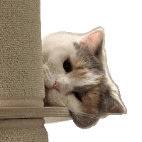 kungfuya cat 고양이 쿵푸야 김푸 Sticker