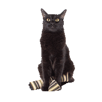 Black Cat Sticker by Hauspanther