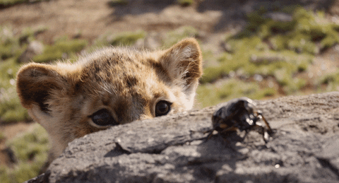 the lion king simba GIF by Walt Disney Studios