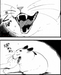 Shocked Wild Cat GIF