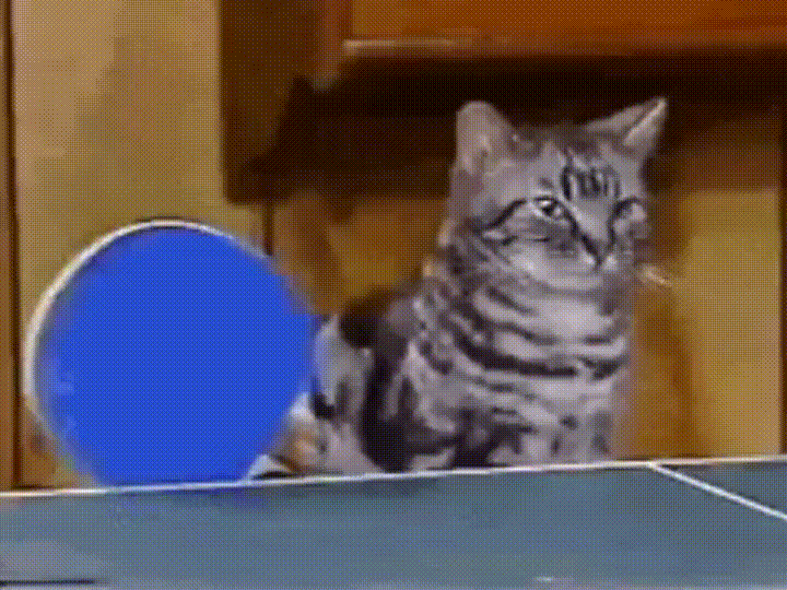 Cat Pong GIF
