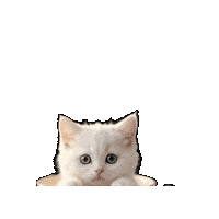 Cat Momo Sticker
