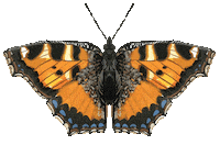 Beauty Flying Sticker