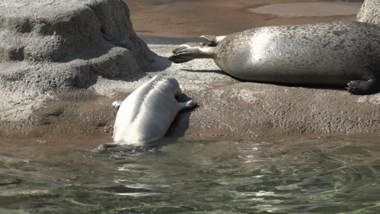 Newspenguin giphyupload 물범 spotted seal 점박이물범 GIF