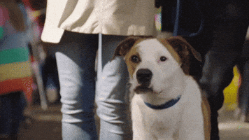 Barking Spring Fever GIF by Hallmark Channel