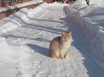 cat snow GIF by Cheezburger