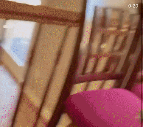 cuteanimalland giphyupload GIF