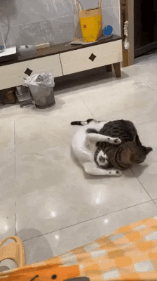 cuteanimalland giphyupload GIF