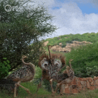 Explore Pbs Nature GIF by Nature on PBS