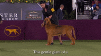 This Gentle Giant