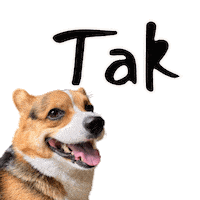 Corgi Polish Sticker