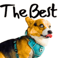 Corgi Milo Sticker