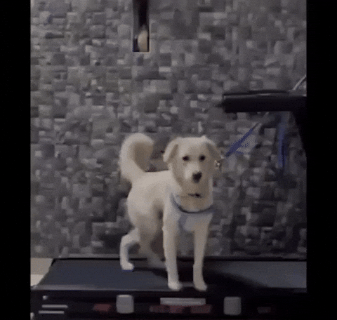 cuteanimalland giphyupload GIF