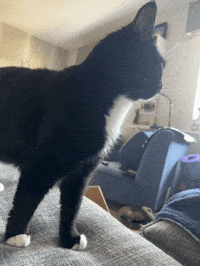 Black Cat GIF