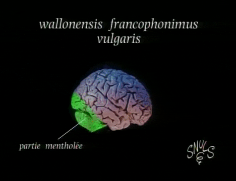 Snuls giphygifmaker admin belgique les snuls GIF