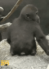 BrookfieldZoo baby shocked scared surprised GIF