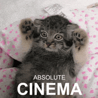 Pallas Cat Cinema GIF