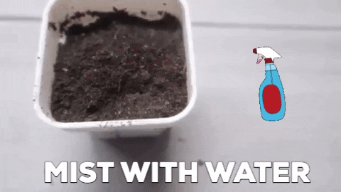 Elitehomeimage giphygifmaker giphyattribution GIF