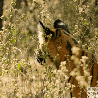 bbc earth wow GIF by BBC America