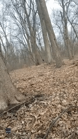 Outdoor Singing Practice Attracts Deer's Attention