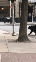 Black Bear Casually Struts Across Busy Road