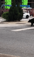 Black Bear Casually Struts Across Busy Road