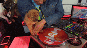 puppy pups GIF