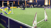 Westminster Dog Show Dogs GIF by Westminster Kennel Club
