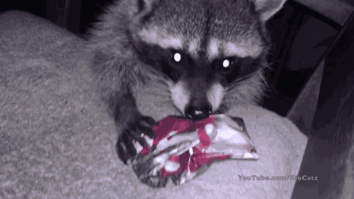 christmas raccoon GIF