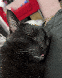 mannycat cute cat black cat blep sleepy cat GIF
