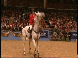 show jumping GIF