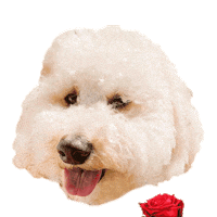 Golden Doodle Rose Sticker by ripleyandrue