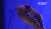 boxing day fish GIF by Monterey Bay Aquarium