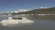 funny GIF by JustViral.Net