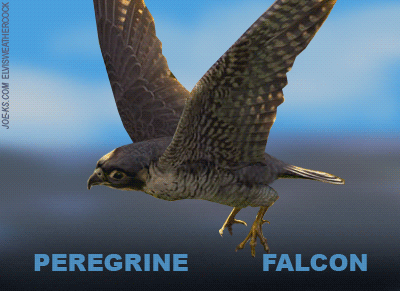 falcon GIF