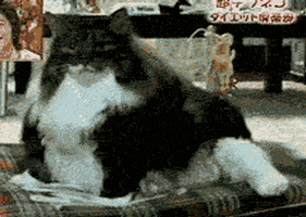 cat GIF by Cheezburger