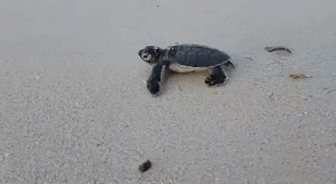scubajunkiesipadan ocean turtle diving dive GIF