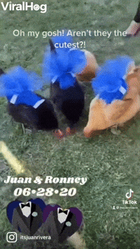 Animals Get Dressed for Wedding