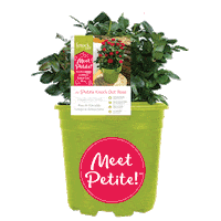 Rose Sticker by Star Roses and Plants