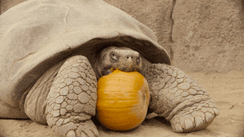 San Diego Zoo Eating GIF by San Diego Zoo Wildlife Alliance