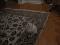 cat joke GIF
