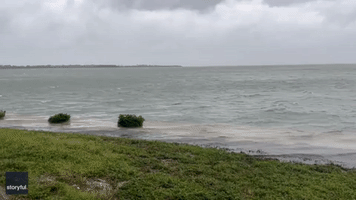 Dolphin Appears Out of Nowhere in Florida Floodwaters