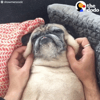 Dog Pug GIF by The Dodo