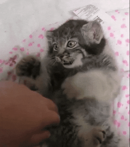 DailyMantle3 giphyupload punch giphycreatortest cute cat GIF