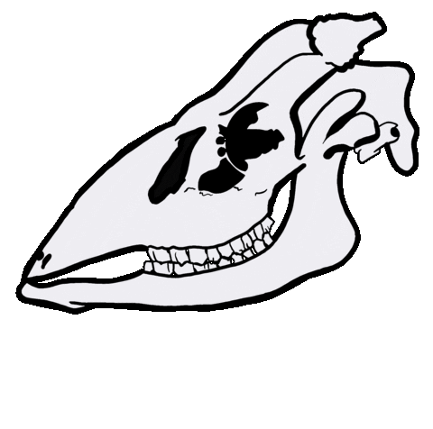Skull Skeleton Sticker by Stylo