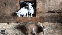 Baby Goat Bedtime: 60 Kids Get Ready for Sleep